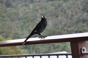 O'Reilly's Retreat Australia  2013 024