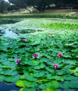 windermere_lilies_600