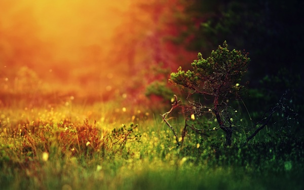 littletree-small